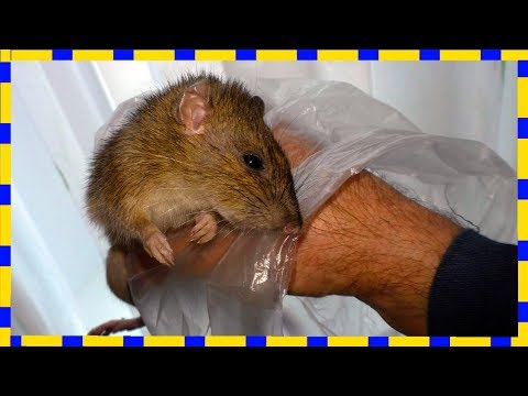 Видео: Смертельная ЛОВУШКА ДЛЯ КРЫС  Best Mouse Trap Ever, How To Make Bucket Rat Trap