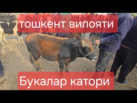 Видео: Тошкент вилояти ОККОРГОН ТУМ чорва бозори букалар катори 25.10.2025 