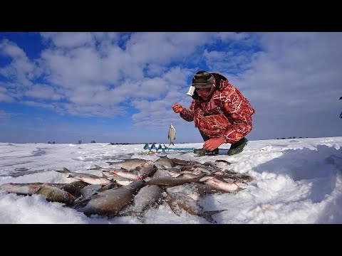 Видео: КОСЯК В ЛУНКЕ, КАК ОСТАНОВИТЬСЯ? ПРОБУРИЛ НА МЕЛЯКЕ, НАЛОВИЛ МНОГО РЫБЫ. Зимняя рыбалка на мормышку.