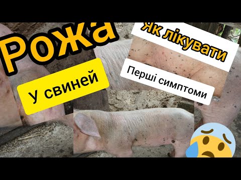 Видео: Рожа у свиней  #shorts  #свинья #рожа #хозяйство