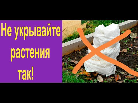 Видео: Как лучше укрыть растения на зиму