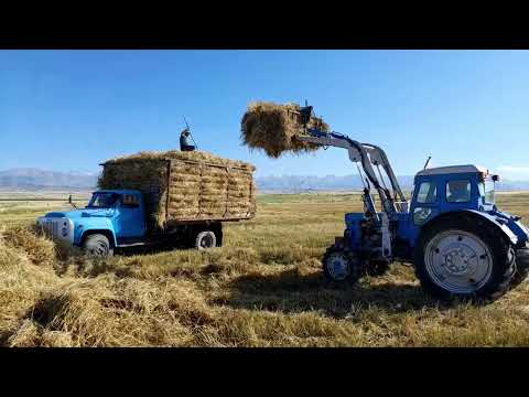 Видео: Трактор Т-40 с самодельным куном.Грузим солому на газ 53 сеновоз