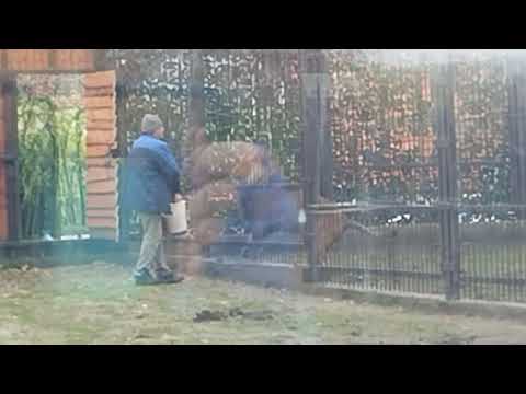 Видео: К Шерхану папа Саша принес обед но лев рад любой минуте побыть с Сашей. Минск, 28.10