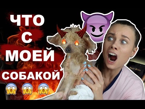 Видео: САМАЯ СТРАШНАЯ СОБАКА // почему не усыпляю...