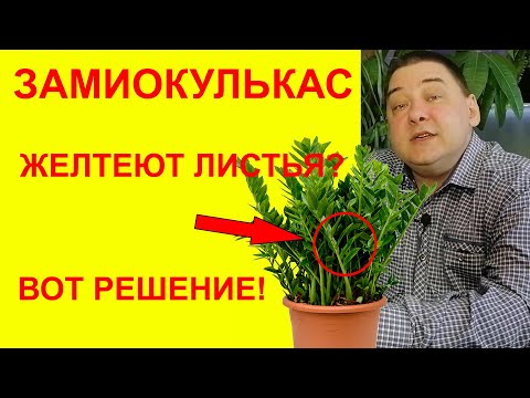 Видео: Желтеют листья у замиокулькаса? 10 причин этой напасти [Все решим прямо сейчас]