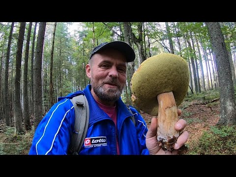 Видео: Повні КОШИКИ ГРИБІВ!..Карпати, жовтень 2023, ГРИБИ йдуть, тільки встигай збирати!