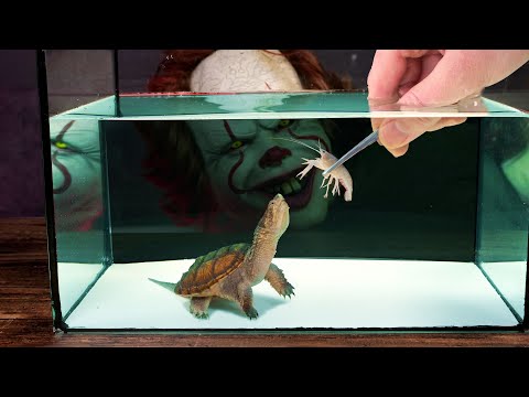 Видео: Детёныш КАЙМАНОВОЙ ЧЕРЕПАХИ VS Речной рак. Часть 1