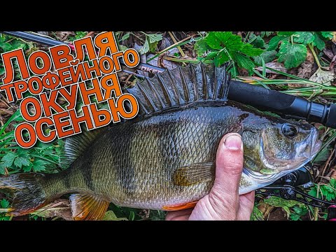 Видео: Оснастка которая выручает осенью | Тестируем Narval Fishing Poker 762L | Крупный окунь на JigRig