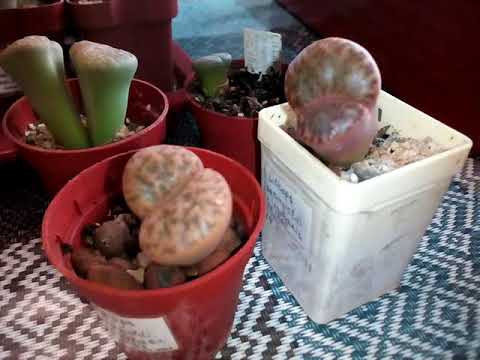 Видео: Сею литопсы (Lithops). Семена, посев, внешний вид.