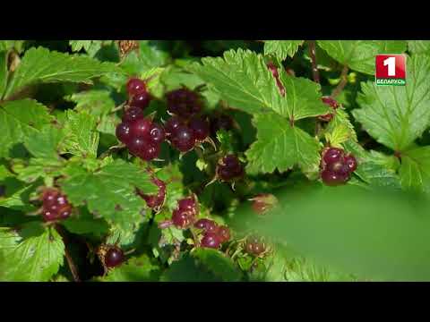 Видео: Клецкий питомник о княженике в программе ДАЧА на БТ1