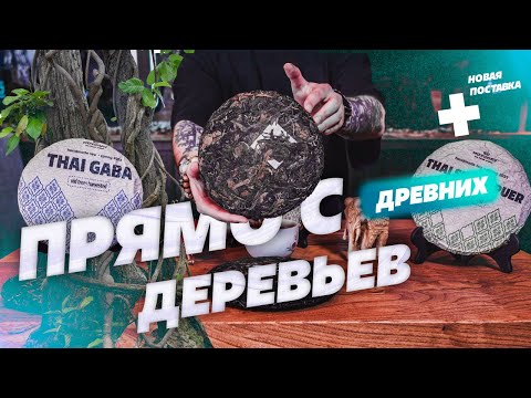 Видео: Прямо с древних деревьев, Новый чай от Moychay Tea Forest project.