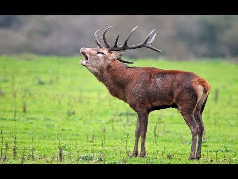 Видео: Грустный каст про Аленя, который просрал 6 лет с РСП