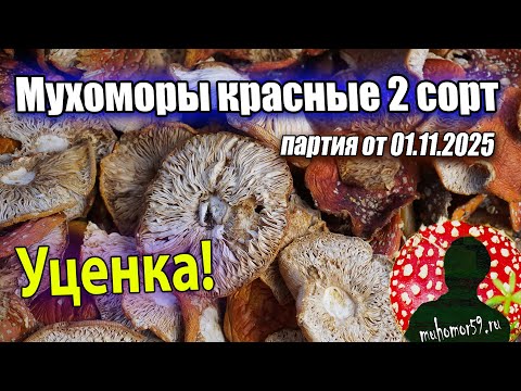 Видео: Мухоморы с уценкой - новая партия красных мухоморов 2 сорта
