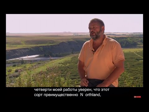 Видео: Виды и сорта Ирги или Saskatoon berry, обзор ферм Саскатун Берии в Канаде!  Часть #1