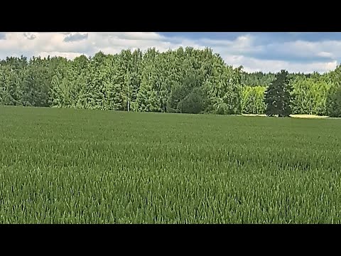 Видео: Озимая пшеница 2026. Опыты. 