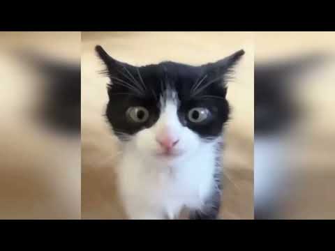 Видео: 😆 САМЫЕ СМЕШНЫЕ РОЛИКИ| С С КОТАМИ И СОБАКАМИ 😆 Kr1p3ks