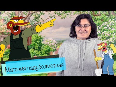 Видео: Магония падуболистная