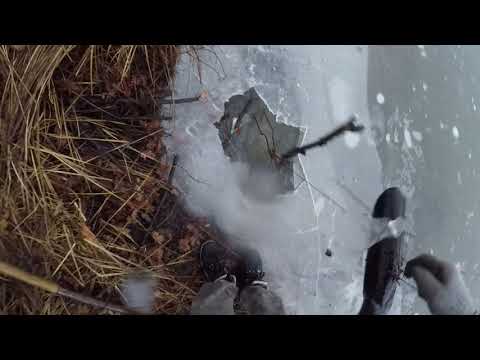 Видео: сегодня проверили капканы на бобра подо льдом Todey we checked the beaver traps under the ice in