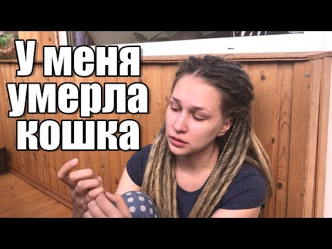 Видео: У меня умерла кошка - Настя Звол