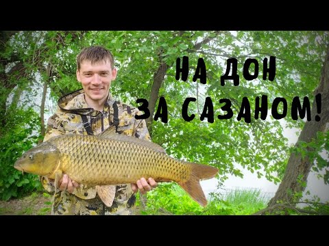 Видео: Ловля сазана на Дону. Пьяная кукуруза в деле! Открытие карпового сезона 2021!