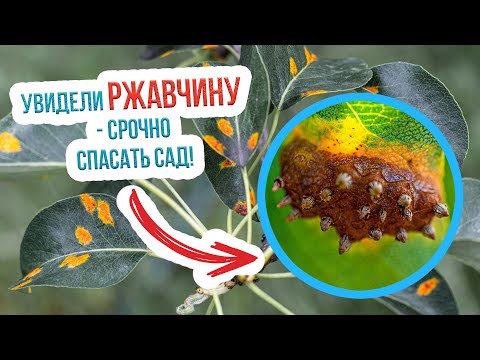 Видео: Откуда берется ржавчина на деревьях и как бороться с ржавчиной на груше и яблоне?