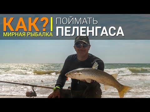 Видео: КАК? Ловля пеленгаса. Снасти, монтаж и наживка.