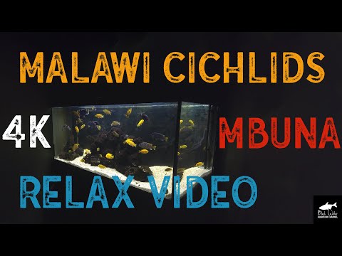 Видео: Цихлиды Малави (Мбуна). 500л. Релакс Видео [***4К***]