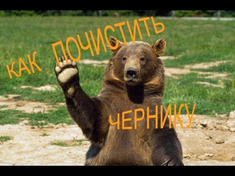 Видео: Чистка ягод черники пылесосом