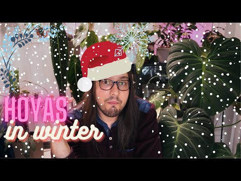 Видео: Как сохранить хойи живыми зимой