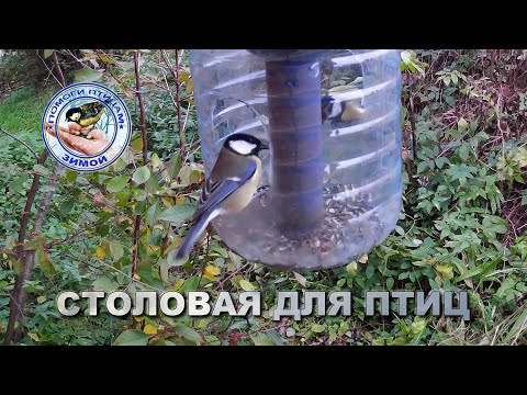 Видео: Кормушка с семечками 29 сентября 2025 года (03)