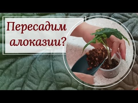 Видео: Пересадка новых алоказий: Жаклин, Шкура дракона, Блек вельвет и Рептилия!