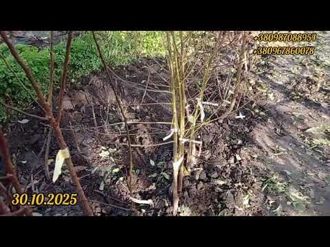 Видео: Продовжуємо відправку саджанців.🍊🍇Відео-звіт від підписника.