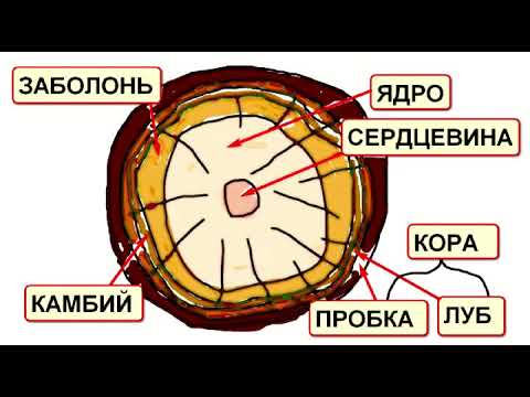 Видео: Древесина   конструкционный материал. Часть 1.