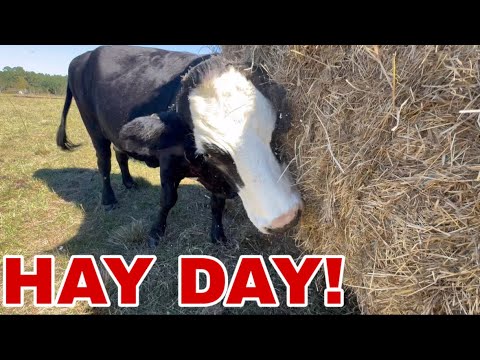 Видео: Спрей и сено! Музыка для моих ушей!