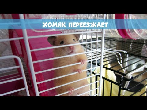 Видео: НОВАЯ КЛЕТКА ДЛЯ ХОМЯКА || Ferplast Laura