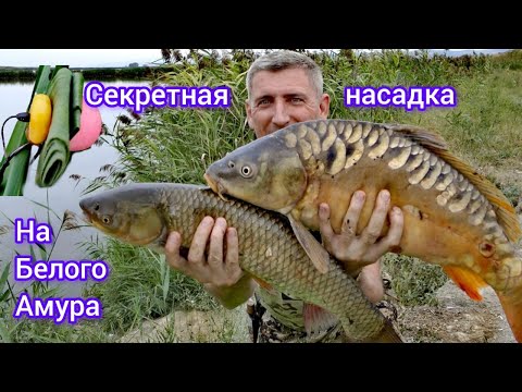 Видео: Очень УЛОВИСТАЯ насадка на БЕЛОГО АМУРА #рыбалка #амурнакамыш #карп #сазан #карпфишинг #карась