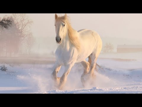 Видео: Саксофон и снег! Невероятно красивая, очень нежная и романтическая музыка! А.Обидин