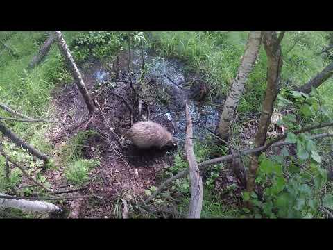 Видео: Барсук залез в волчий капкан.  Охота На волка  в Бурятии