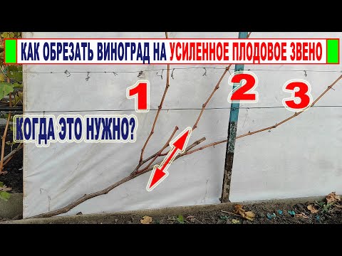 Видео: 🍇 Обрезка ВИНОГРАДА на УСИЛЕННОЕ ПЛОДОВОЕ ЗВЕНО. Неужели будет урожая в 2 раза больше?