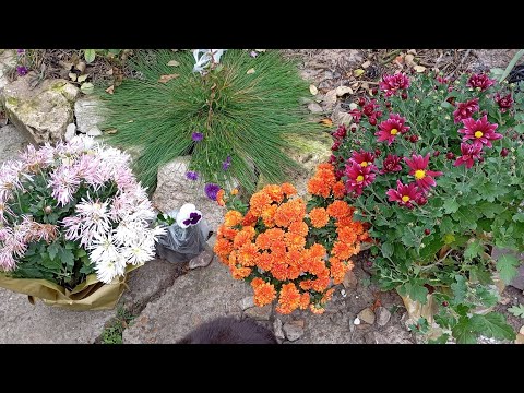 Видео: З базару🥰😄 Про хризантеми🌸💮🌼🏵️🇺🇦