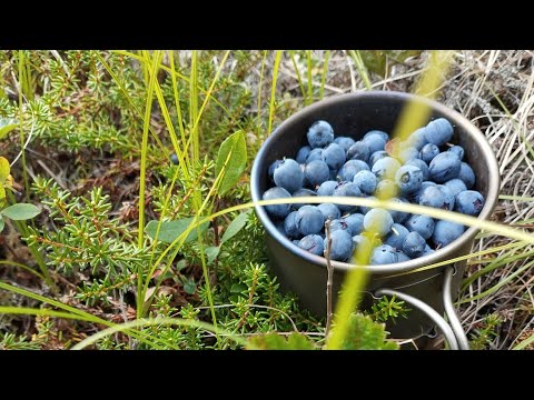 Видео: 03.08.2024 г., пгт.Ягодное Магаданской области