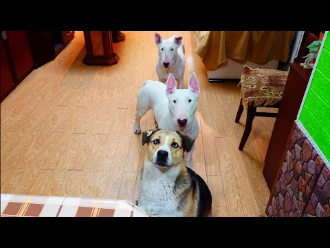 Видео: В гостях Линда 🥰 Дэнни и Снап Бультерьеры