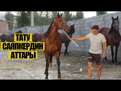 Видео: Саяпкер Татунун жаңы аттары