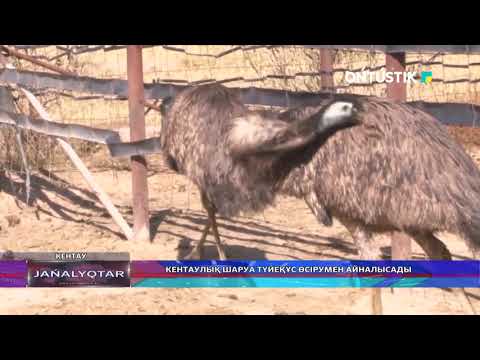 Видео: КЕНТАУЛЫҚ ШАРУА ТҮЙЕҚҰС ӨСІРУМЕН АЙНАЛЫСАДЫ