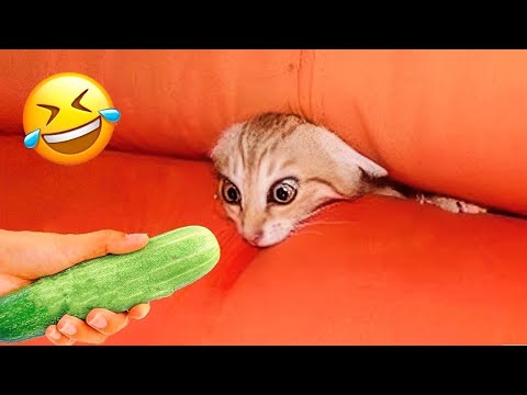 Видео: Самые смешные животные заставят вас смеяться до слёз 😂