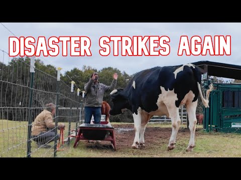 Видео: Всё было хорошо, а потом он сделал ЭТО!