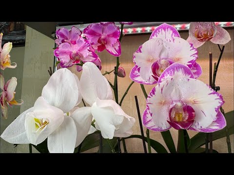 Видео: Спасаем Орхидеи ! Пересадка для быстрого роста корней  