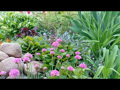 Видео: 20.05.25г.Сад огород /Всё помёрзло в огороде/🌱Жалко труда/Пересаживаю заново/🌿