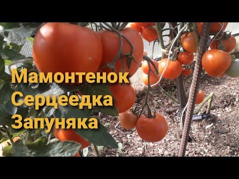 Видео: Мамонтенек VS Серцеедка. Запуняка. Обзор томатов от Семян Алтая