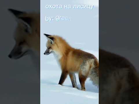 Видео: охота на лисицу | daycore / slowed down | by green apelsin